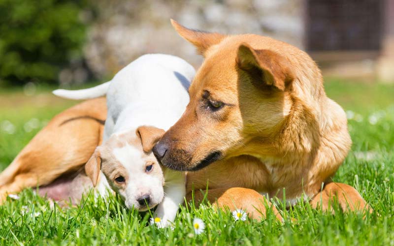 Canine maternal behavior