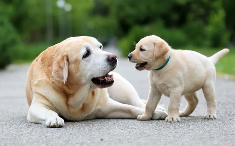 Mother dog killing puppies