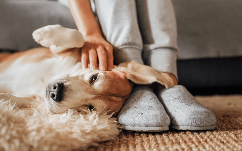 Why do dogs lie on your feet