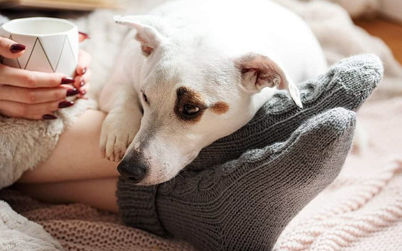 Dog behavior lying on feet