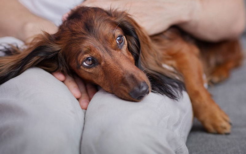 Dogs show affection lying on feet