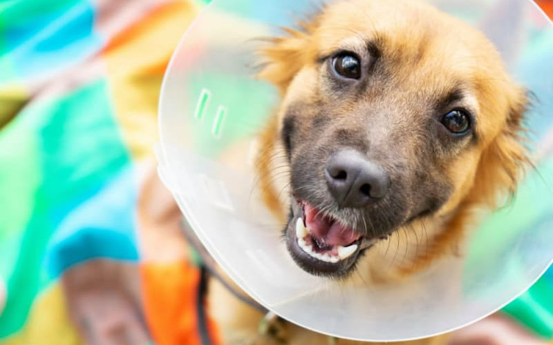 how long do dogs hurt after spaying