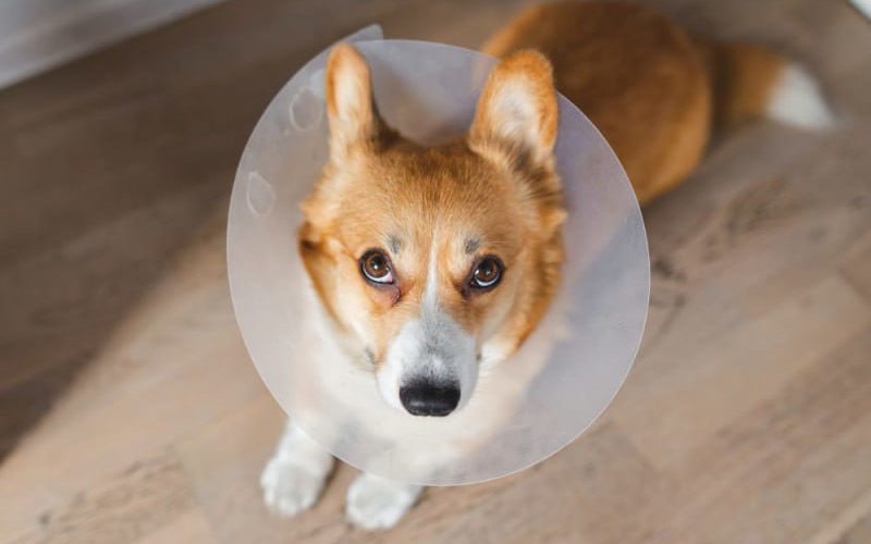 dog pain after spaying