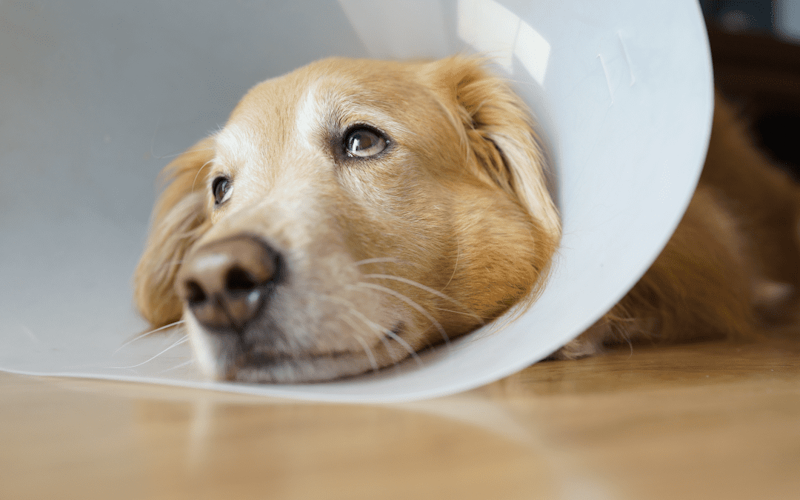 pain management after dog spay