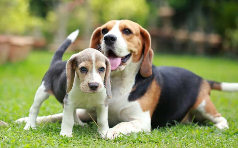 Beagle olfactory system