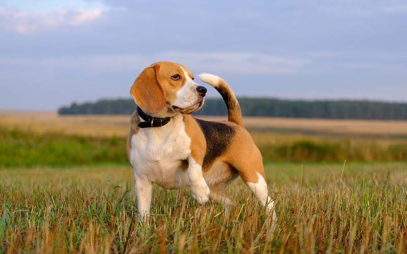 Beagle nose structure