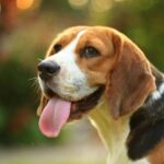 Beagle sense of smell