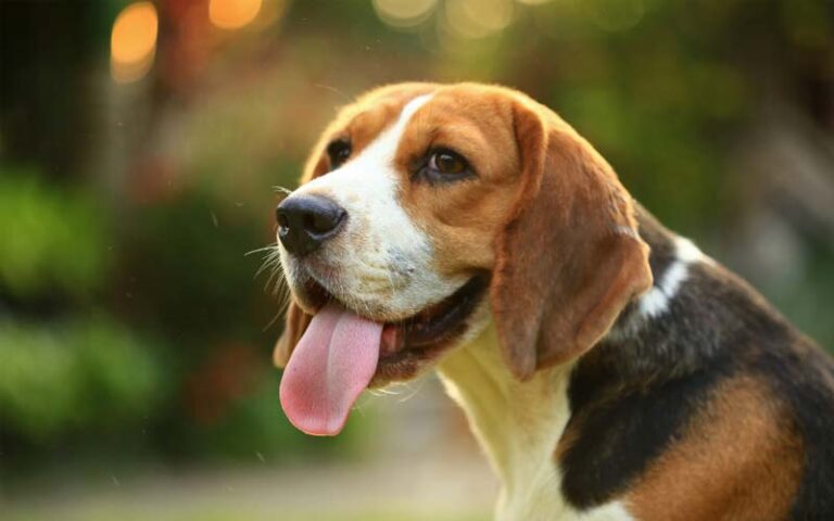 Beagle sense of smell