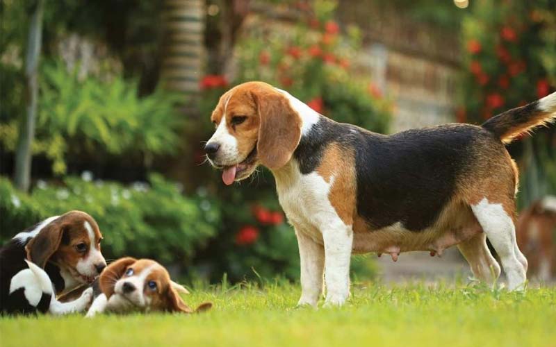 Beagle sniffing behavior