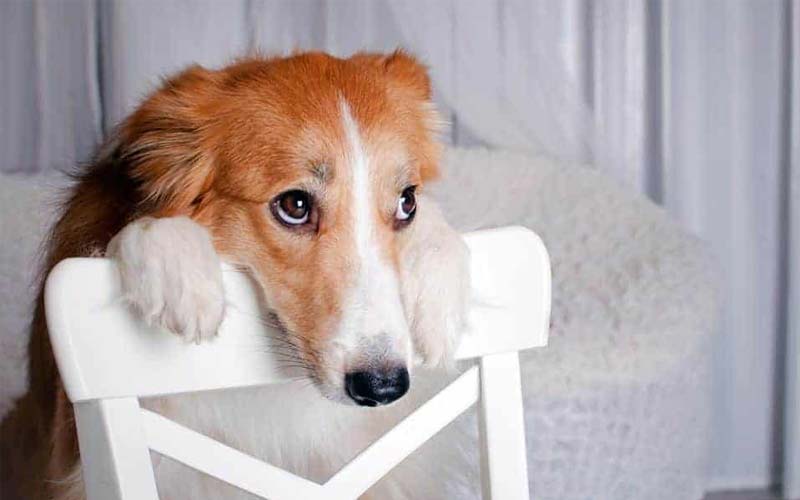 Do dogs feel guilt?