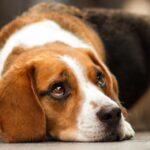 Do dogs feel guilt?