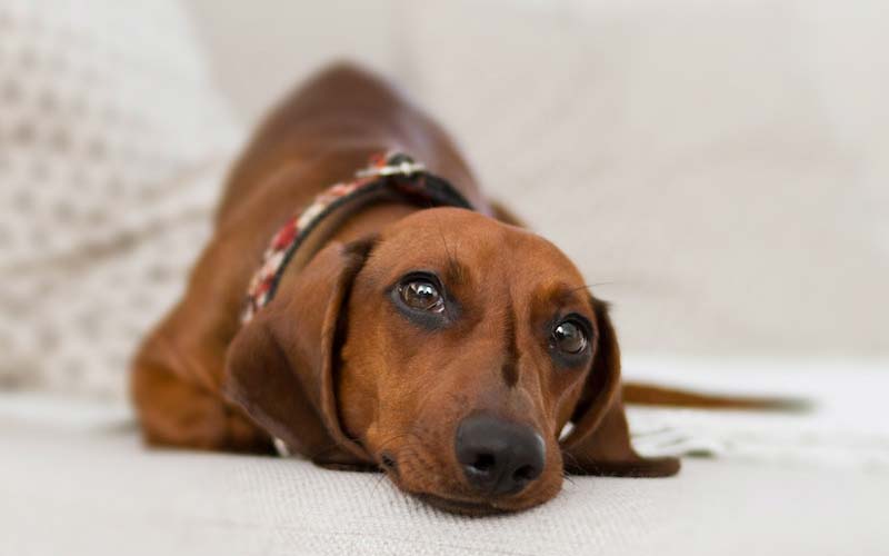 Dogs reading human emotions