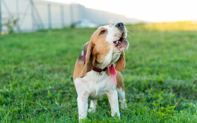 Canine body language