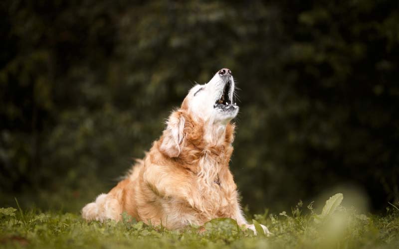 barking training tips