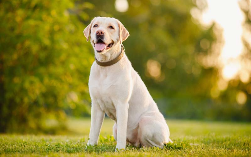 Labrador Retriever personality