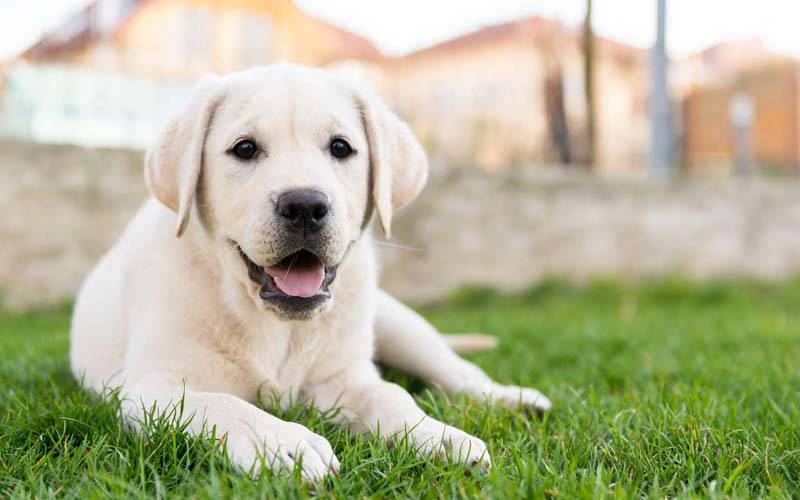 Labrador Retriever traits