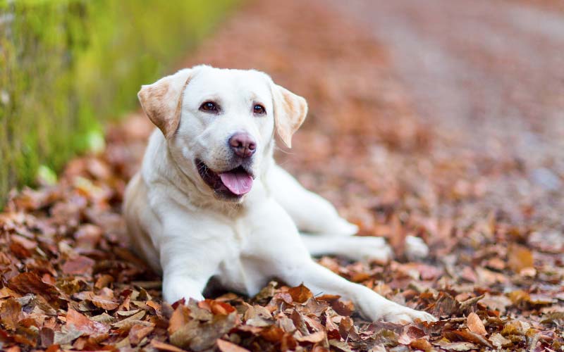 Labrador Retriever pros and cons