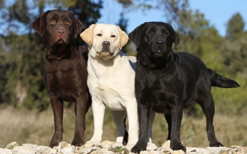 Labrador Retriever history