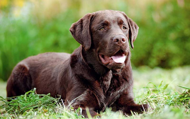 Labrador Retriever grooming tips