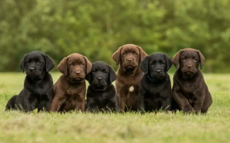 Labrador Retriever dogs