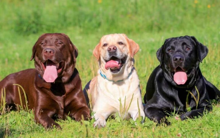 Labrador Retriever dogs