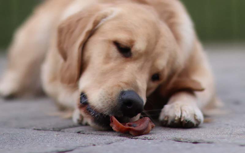 Safe bad-tasting substances for dogs