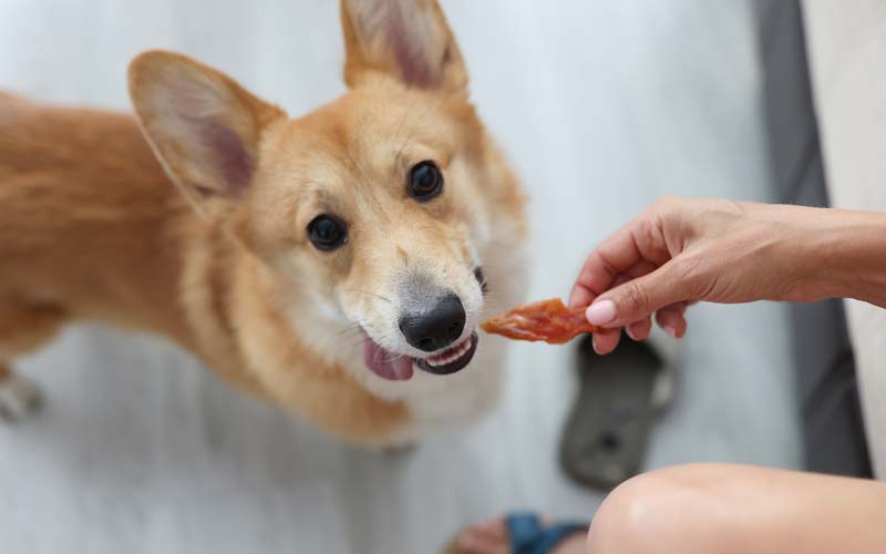 Bitter apple for dogs