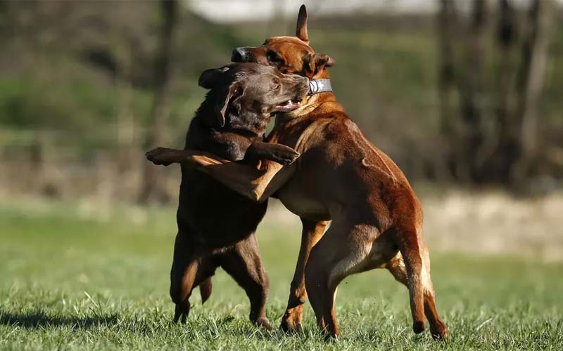 Signs of aggression in dogs