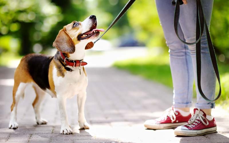 dog training for leash pulling