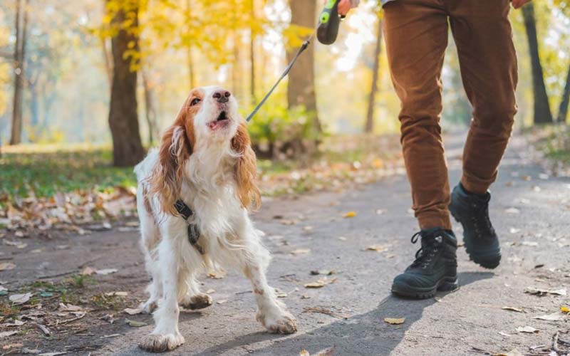 stop leash pulling