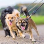 dog pulling on leash