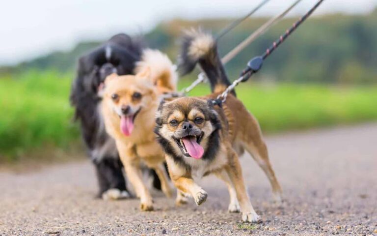 dog pulling on leash