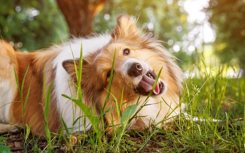 Why do dogs eat grass?