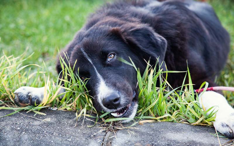 Dog grass eating behavior