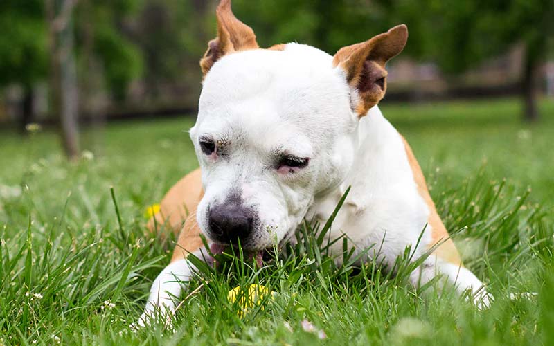 Grass-eating dogs: causes and solutions