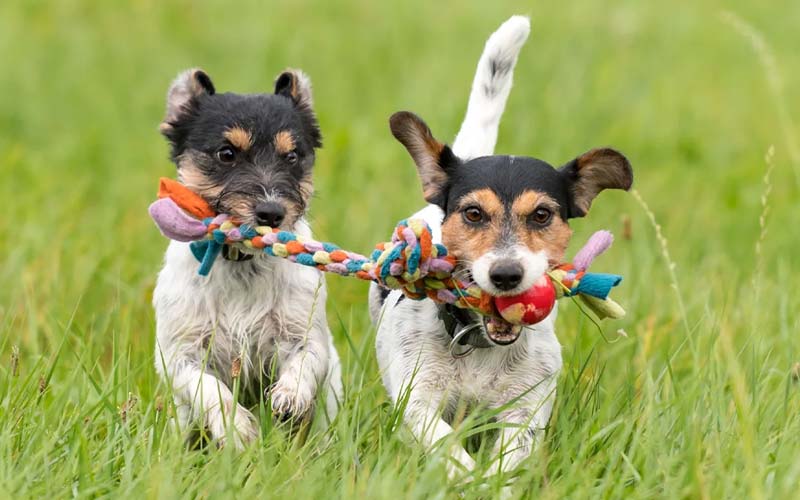 Understanding dog communication