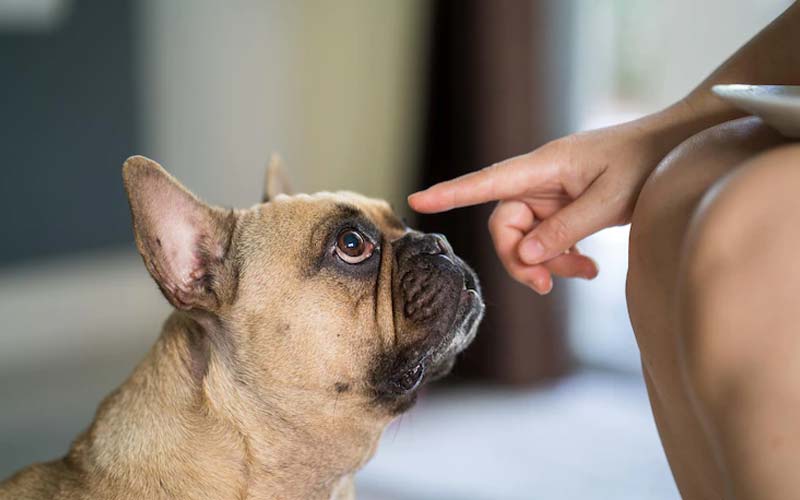 Common dog training mistakes