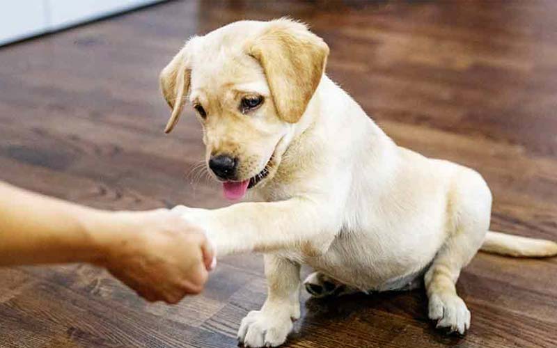 What does it mean to be a dog master?