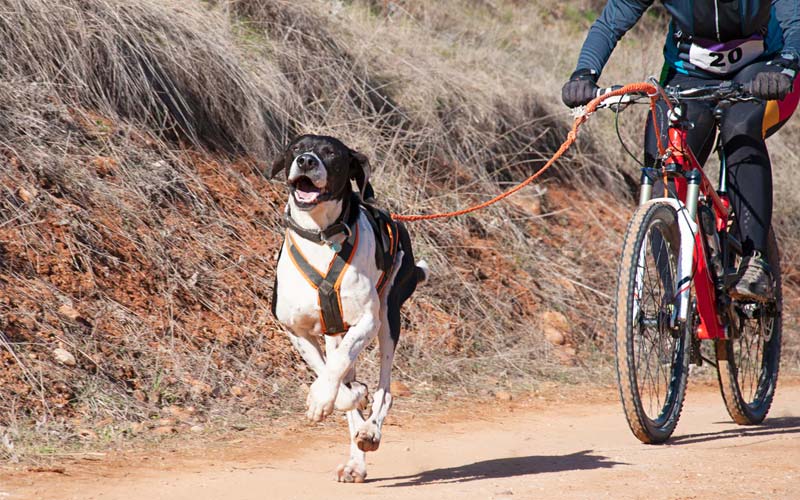 How to exercise with your dog