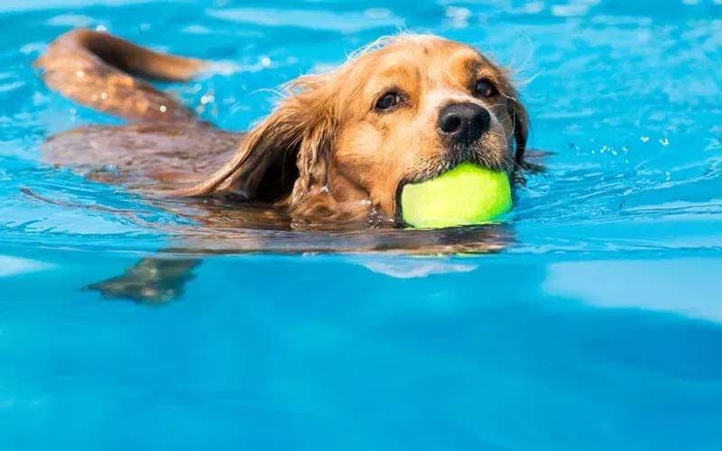 Fun activities for dogs and owners