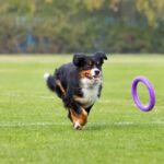 Dog exercise activities