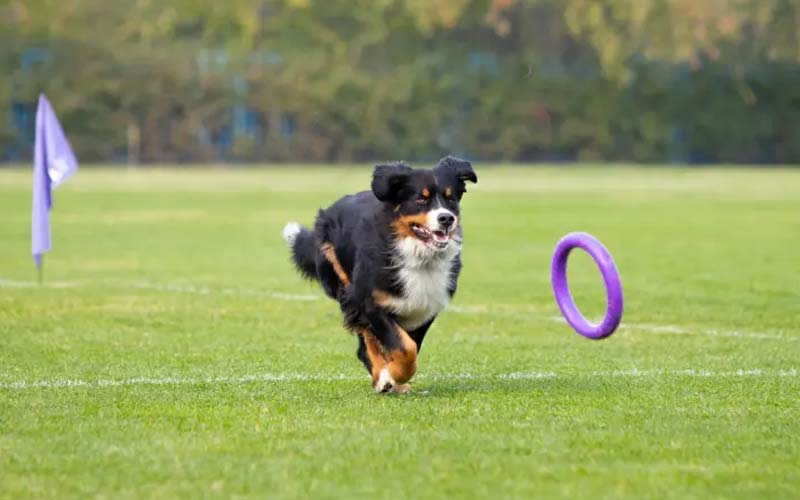 Dog exercise activities