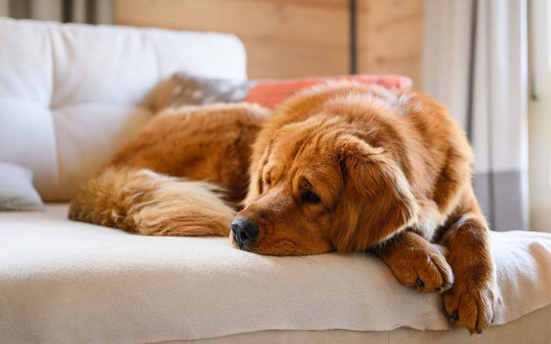 dog grieving symptoms