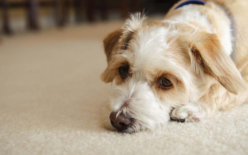 coping with pet loss