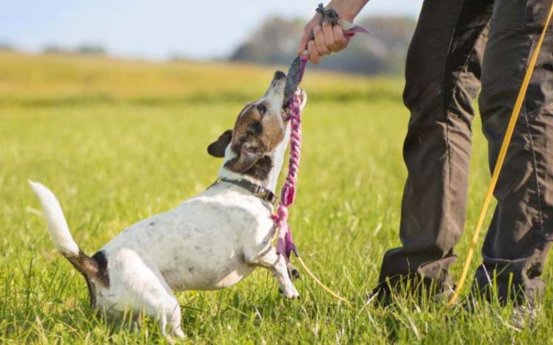 Dog fitness routine