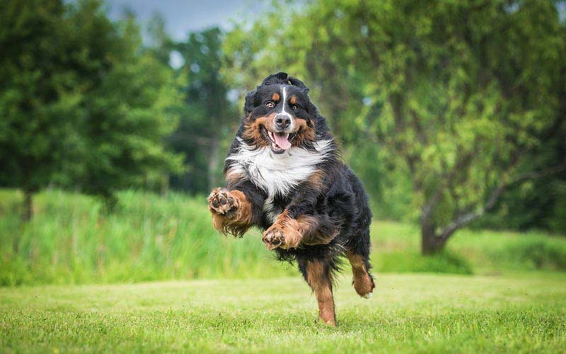 Exercise for puppies