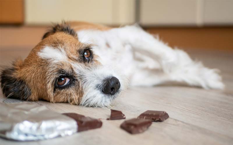 Veterinary care for lead poisoning