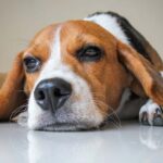 Lead poisoning in dogs