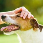 Dog body language petting tips