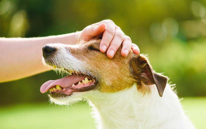 Dog body language petting tips